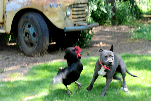 dog_rooster_fight.jpg